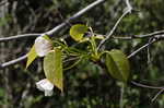 Tungoil tree